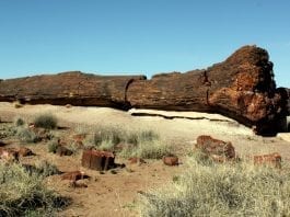 Petrified Forest National Park