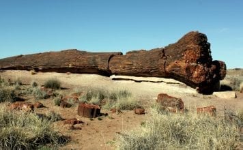 Petrified Forest National Park